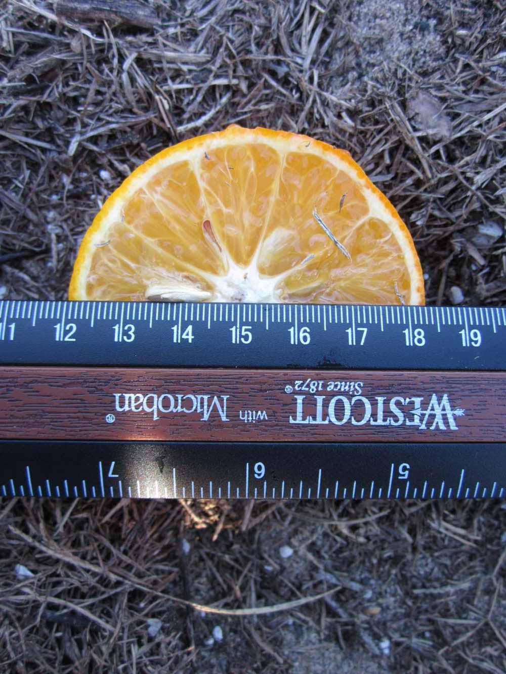            Fruit cross-section (Winter Haven, FL)   